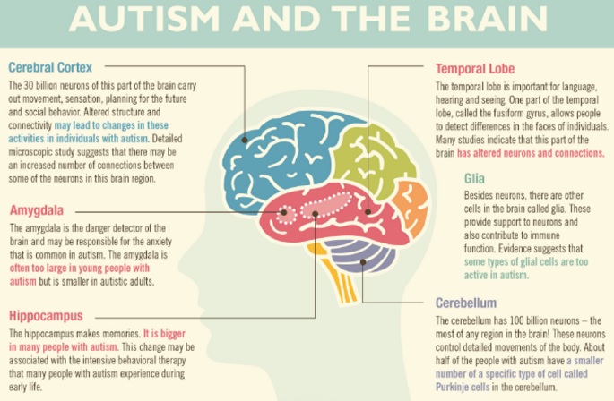 Autism And The Development Of The Mind
