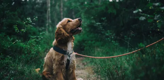 Dog on a leash while walking through the woods