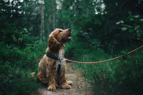 Dog on a leash while walking through the woods