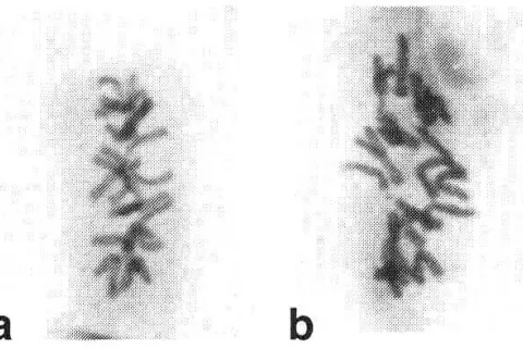 chromosome 22