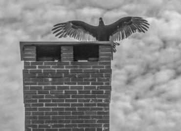 bird sitting on a chimney with its wings spread